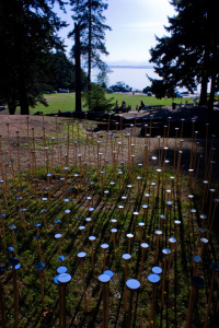 Sky Feeder at Carkeek Park