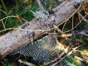 DNA Planta Genetica, Mary Coss Photo: Teresa Stern